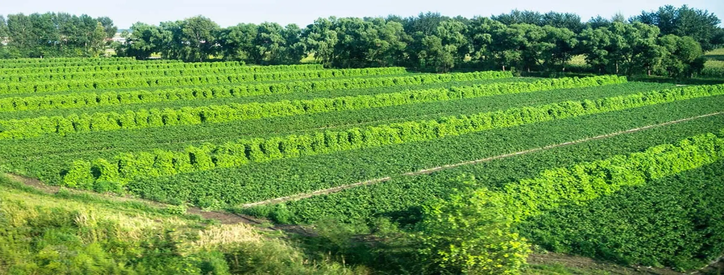 Image for Agroforestry Tour